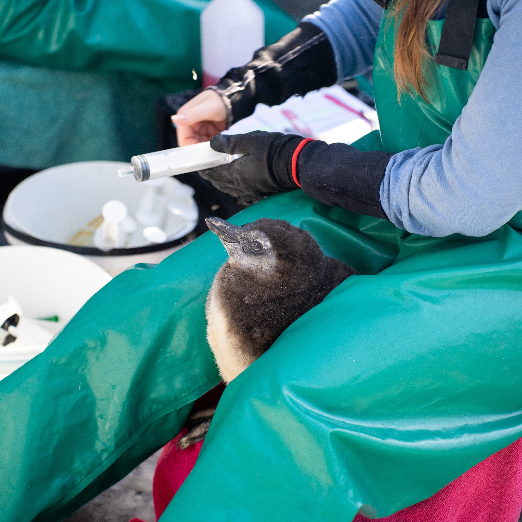 Save the Penguins Active Crew Socks